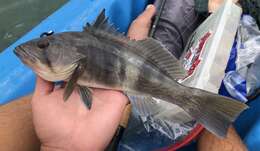 Image of Barred sand bass