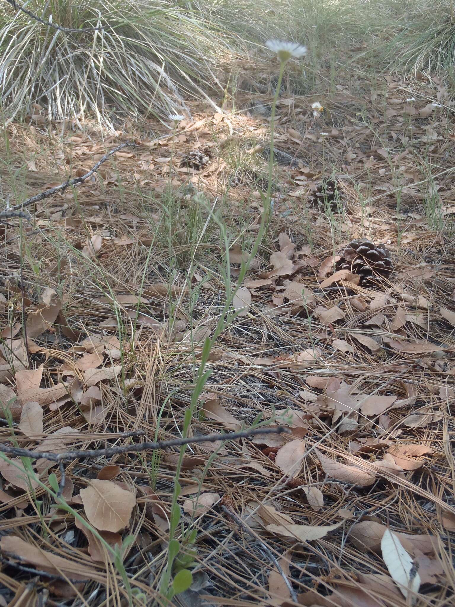 Image of running fleabane