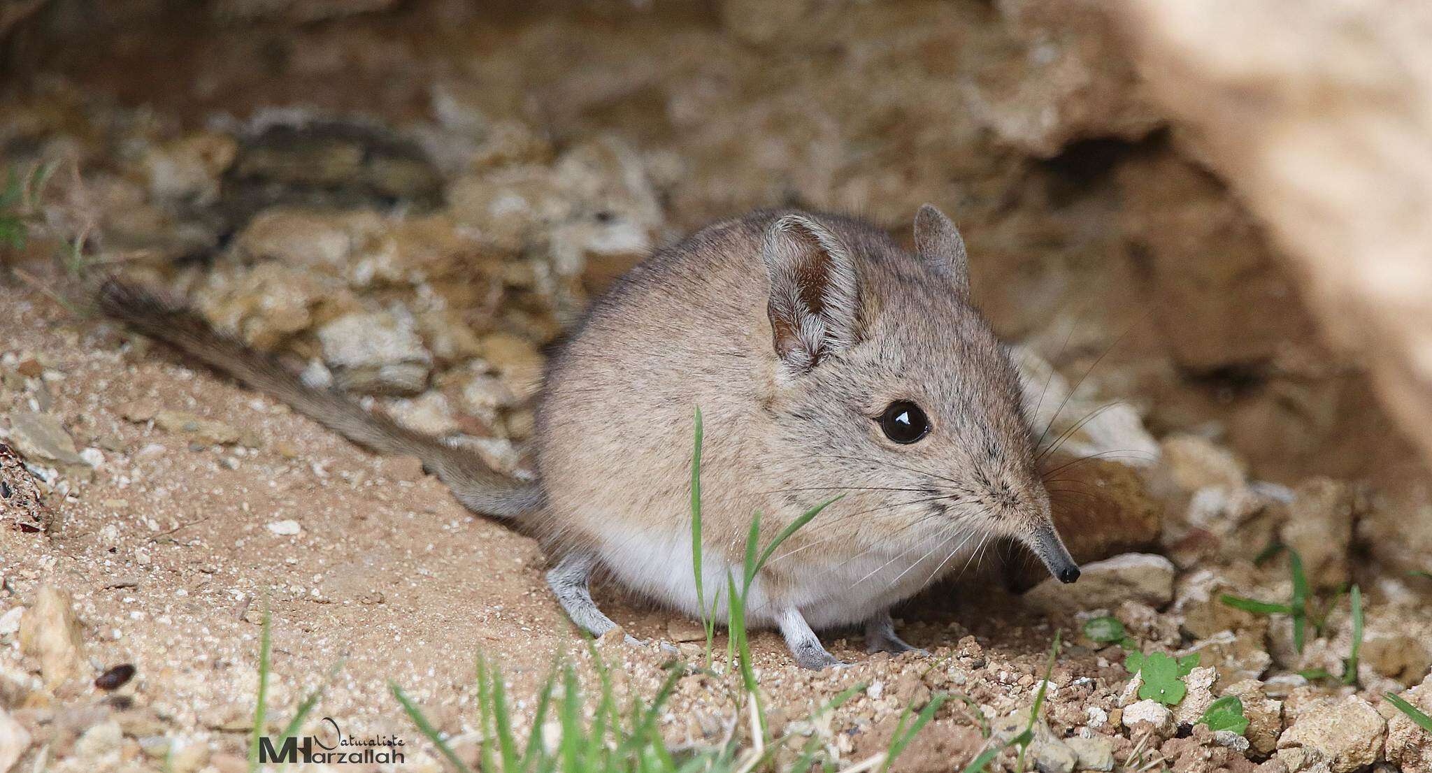 Image of North african elephant shrew