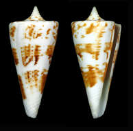 Image of Conus bayani Jousseaume 1872