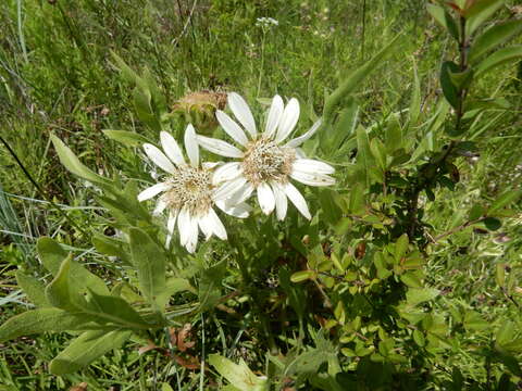 Silphium albiflorum A. Gray resmi