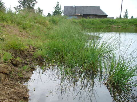 Imagem de Glyceria fluitans (L.) R. Br.