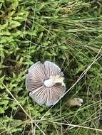 Image of Cortinarius rotundisporus Cleland & Cheel 1918