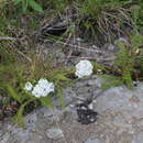 Sivun Achillea apiculata Orlova kuva