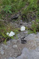 Sivun Achillea apiculata Orlova kuva