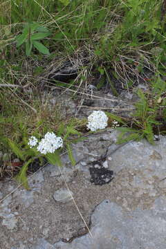 Achillea apiculata Orlova的圖片