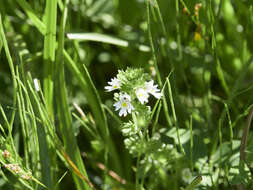 Imagem de Euphrasia officinalis L.