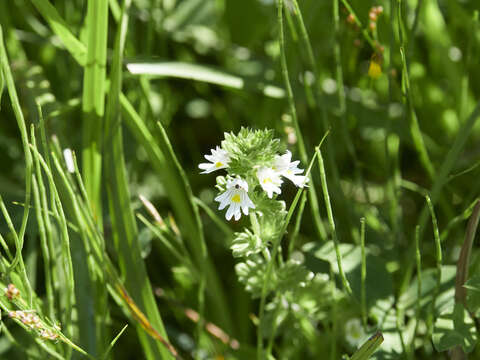 Image of Euphrasia officinalis L.