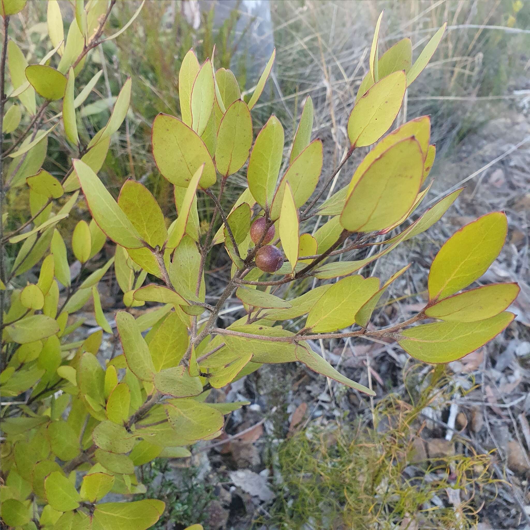 Image of Persoonia laurina subsp. laurina