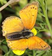 Image of <i>Lycaena ottomana</i>