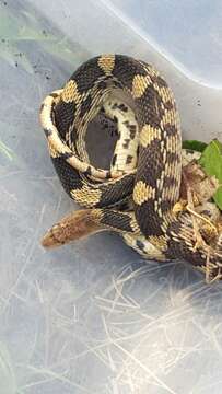 Image of Mexican Bullsnake