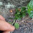 Image of Carmel ceanothus