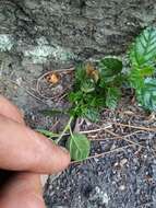 Image of Carmel ceanothus