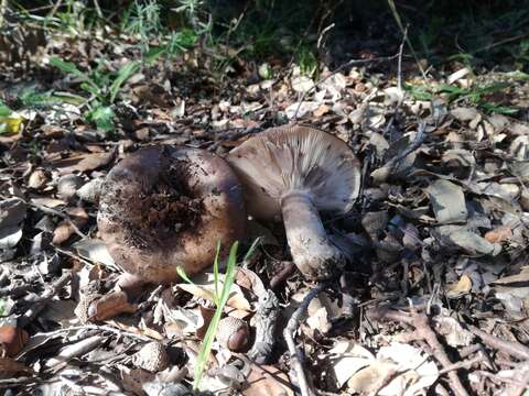 Image of Russula atramentosa Sarnari 1992