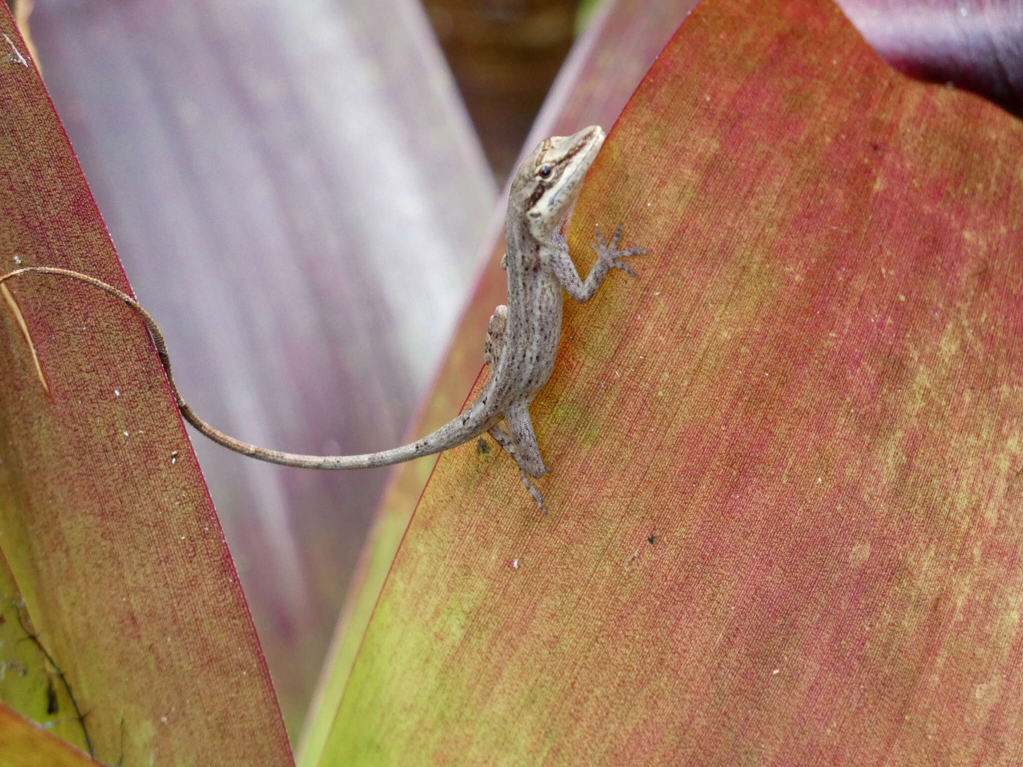 Image of Kempton's Anole