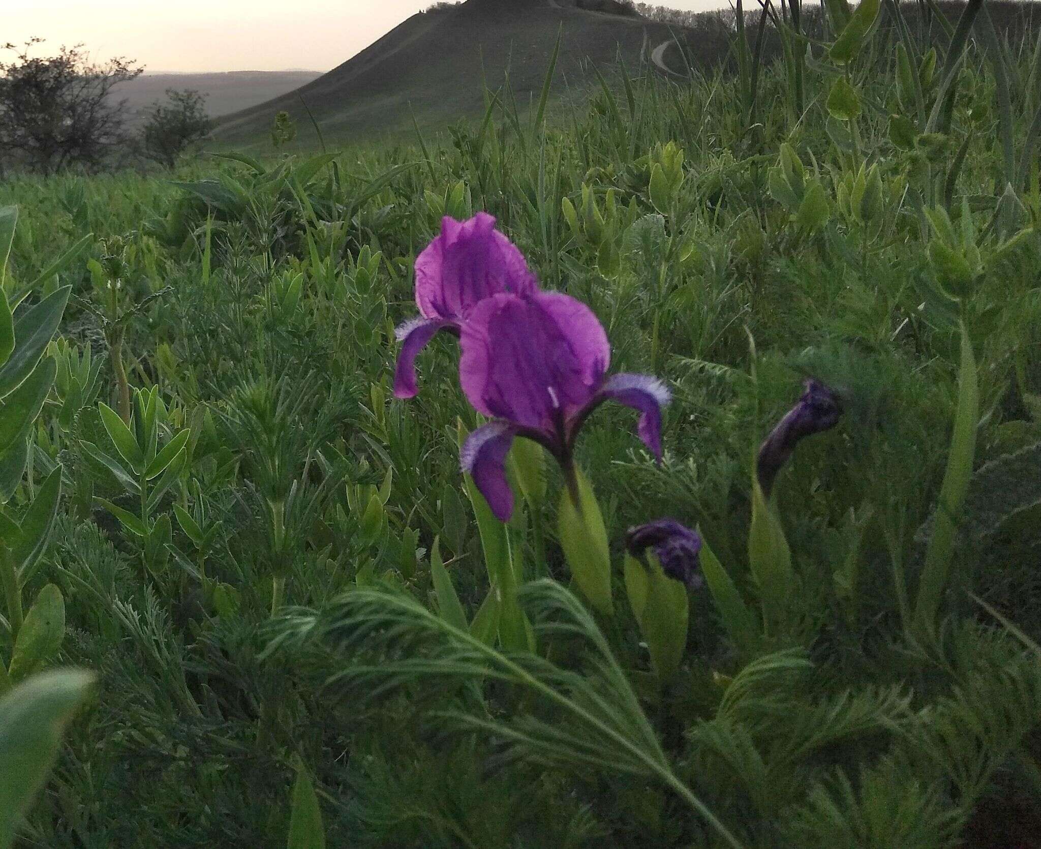 Image of Iris furcata M. Bieb.