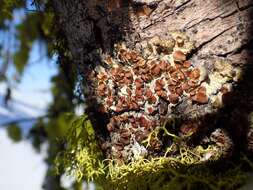 Image of ahtiana lichen