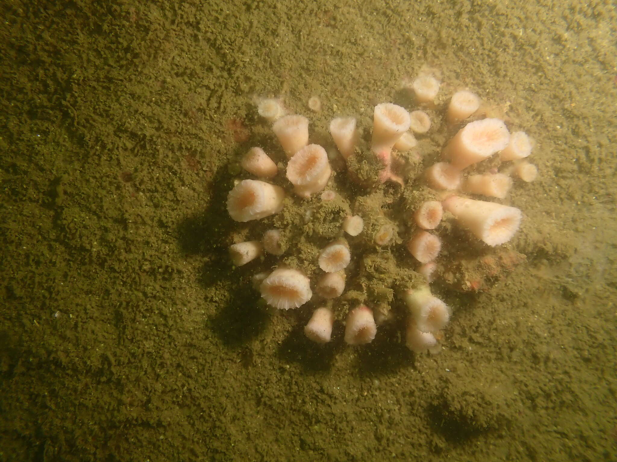 Image of Cladopsammia eguchii (Wells 1982)