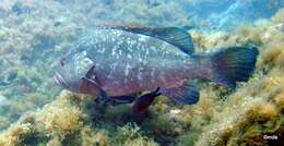 Image of Dusky Grouper