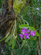 Image of Harrison's Cattleya