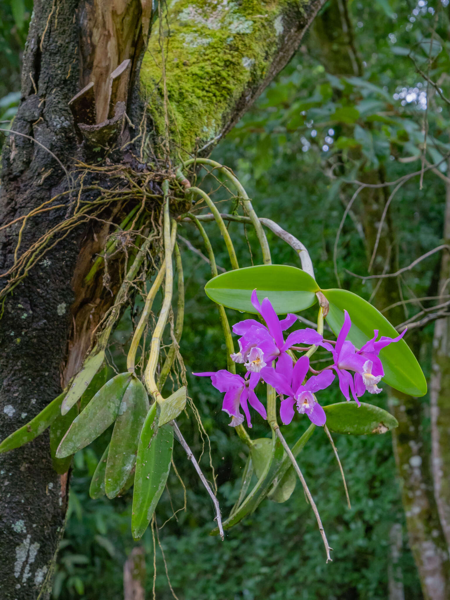 Image of Harrison's Cattleya