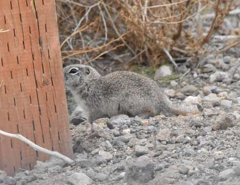 Image of Great Basin Ground Squirrel