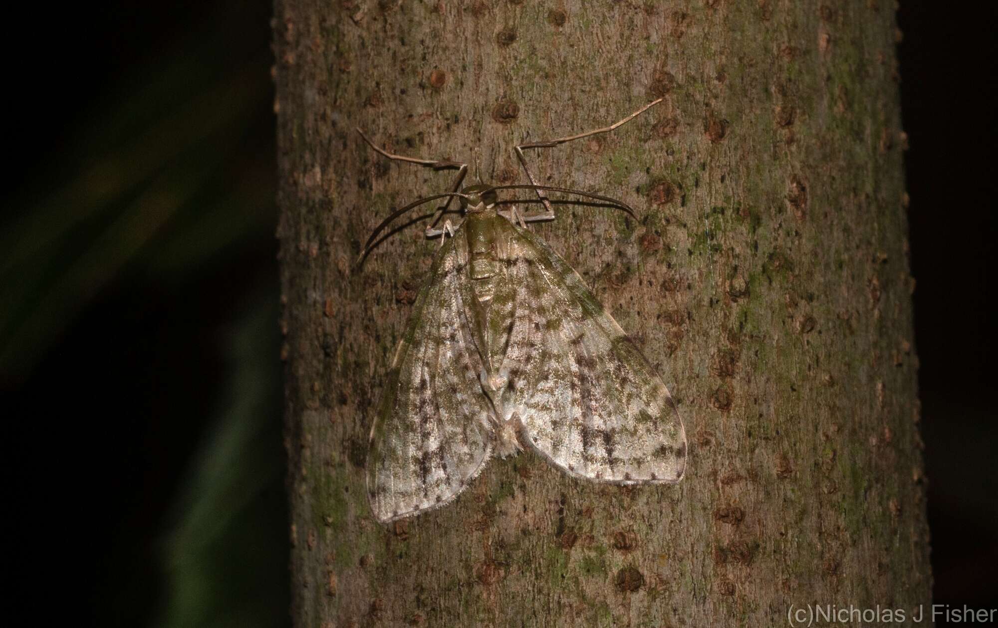 Image of Sauris melanosterna Dugdale 1980