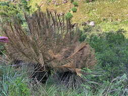 Image of Drakensberg Cycad