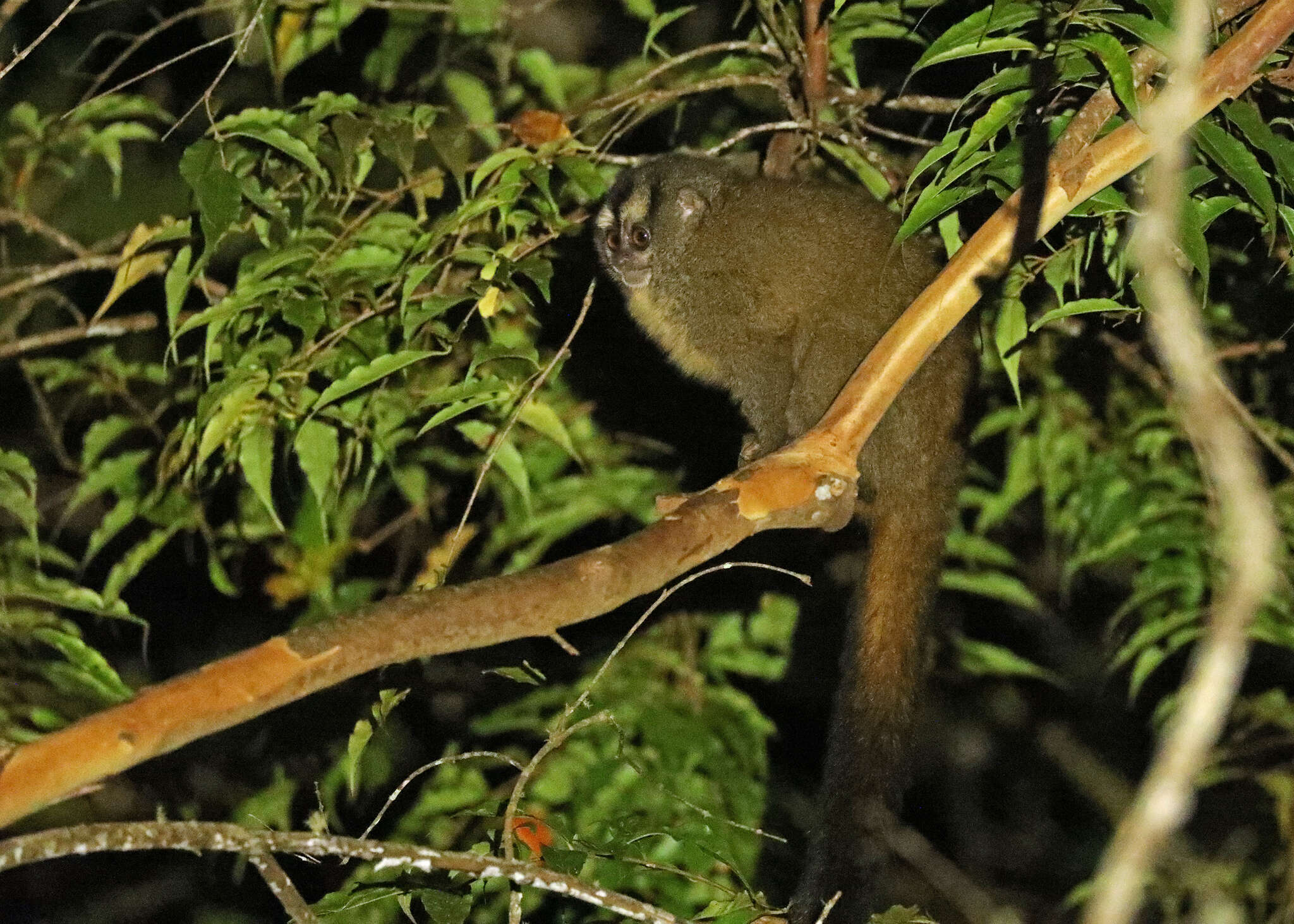 Image of Gray-handed Night Monkey