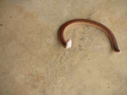 Image of Red Worm Lizard