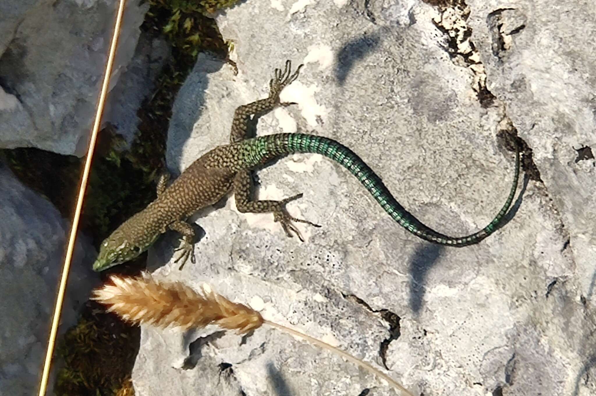 Image of Sharp-snouted Rock Lizard