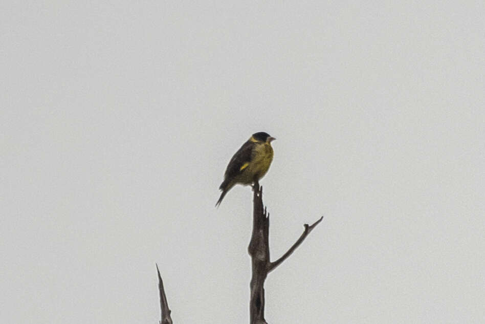 Image of Vietnamese Greenfinch