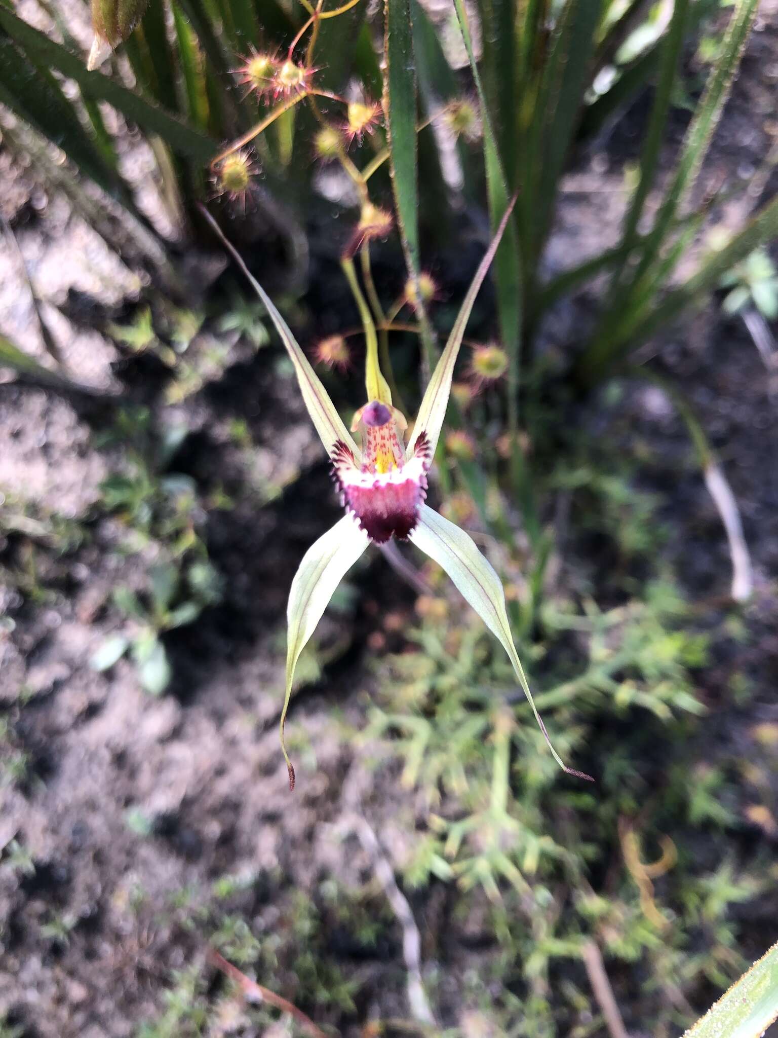 Caladenia valida (Nicholls) M. A. Clem. & D. L. Jones的圖片