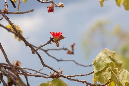 Imagem de Brachychiton chillagoensis G. P. Guymer