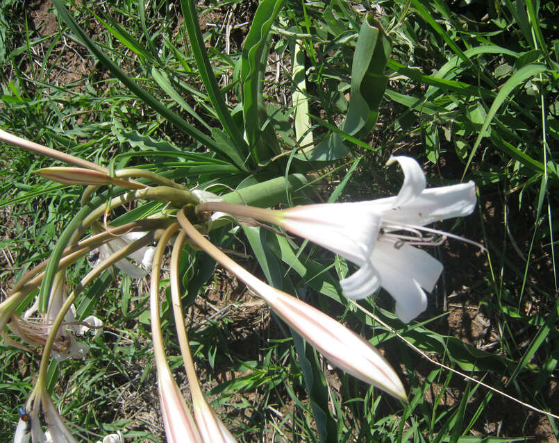 Image de Crinum lugardiae N. E. Br.