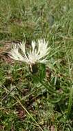 Centaurea cheiranthifolia Willd. resmi