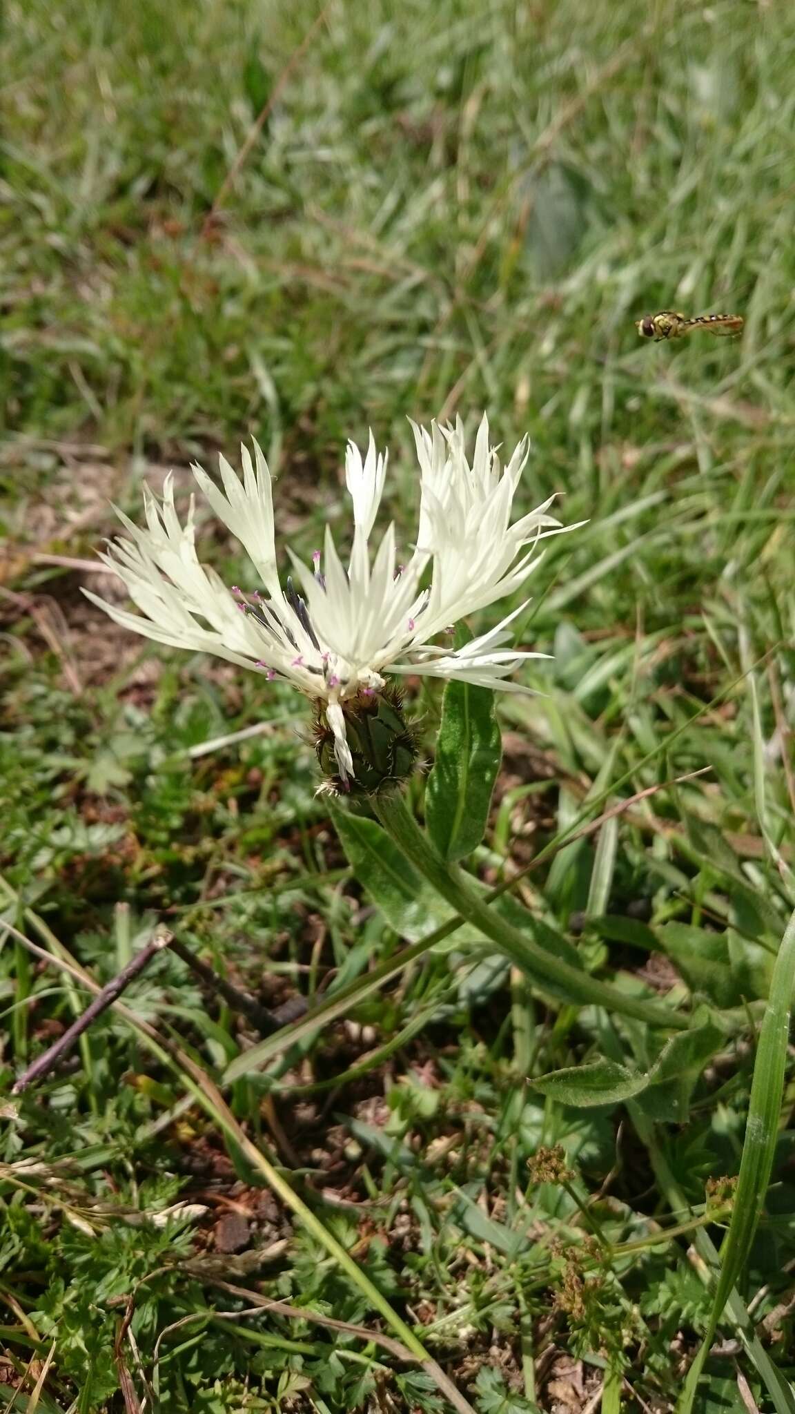 Centaurea cheiranthifolia Willd. resmi