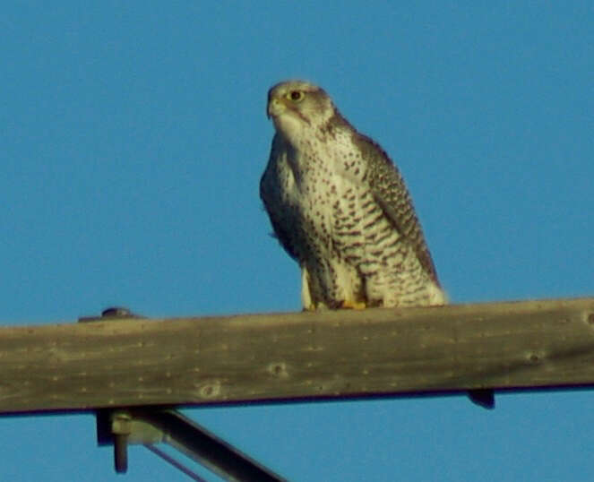 Image of Gyr Falcon