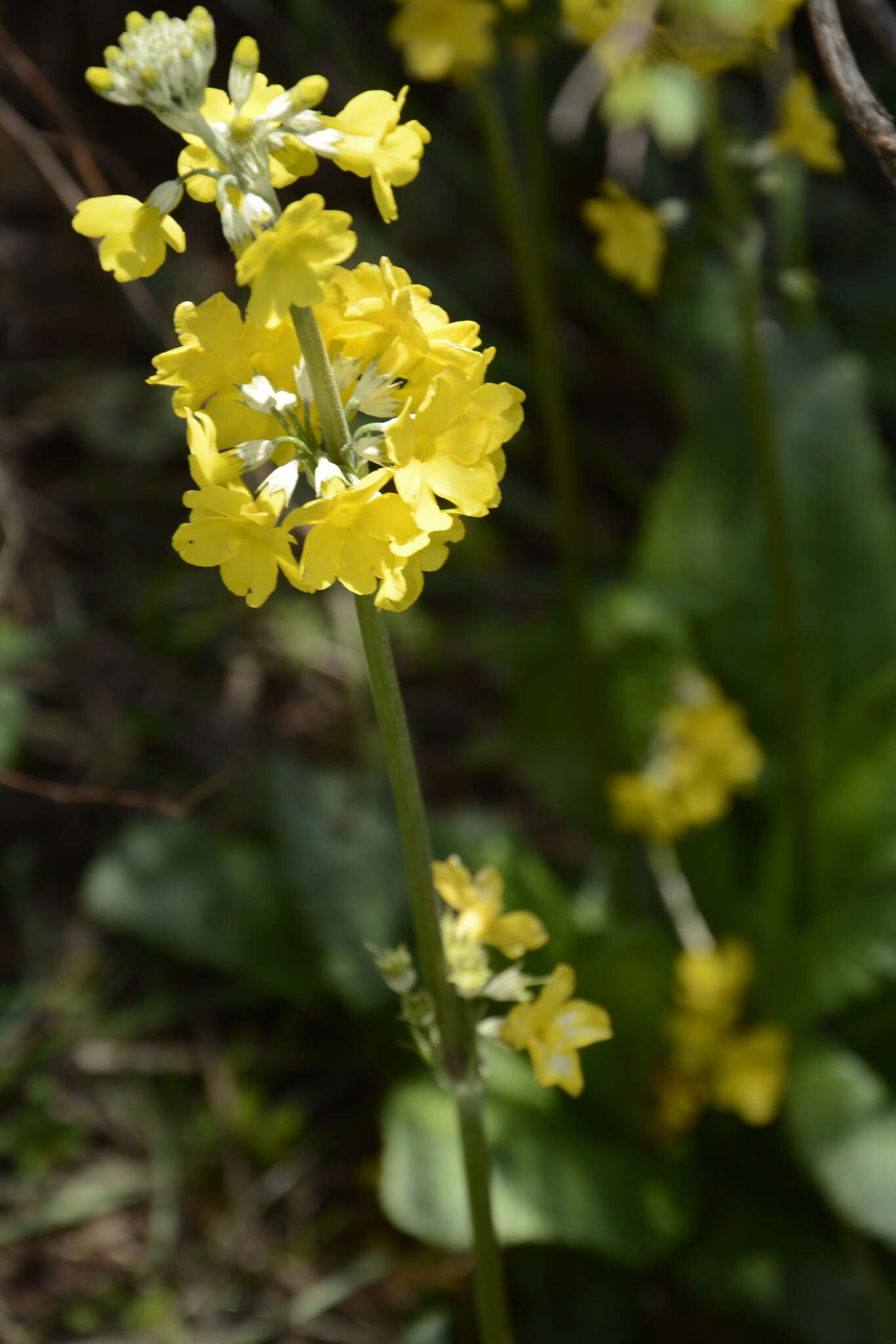 Image of Primula prolifera Wall.