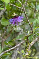 Image de Passiflora amethystina Mikan