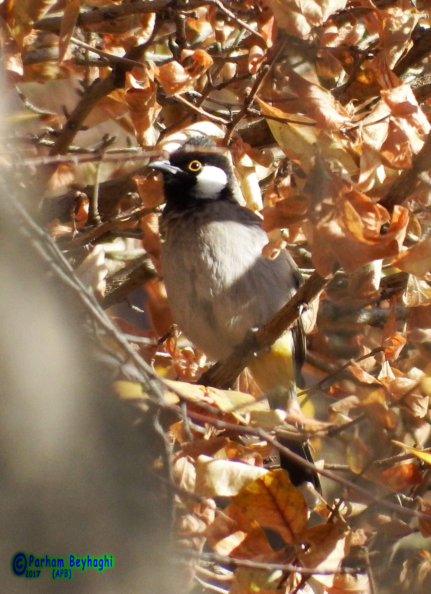 Image of White-eared Bulbul