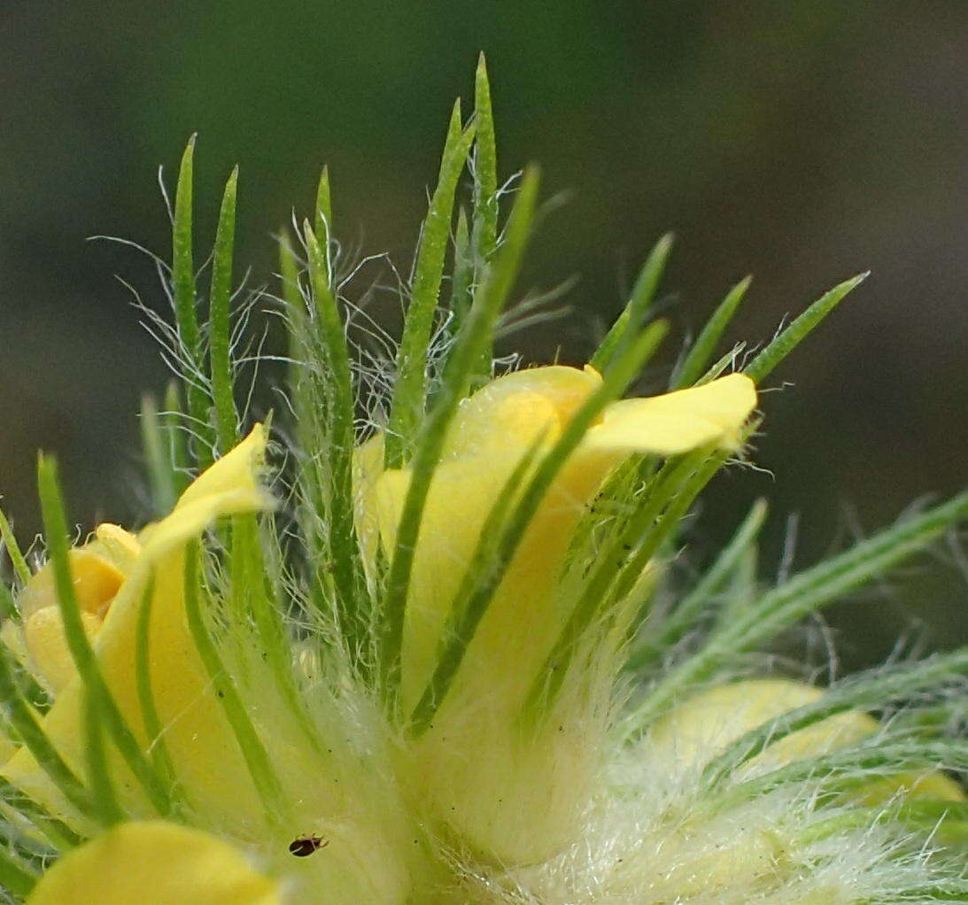 Image of Aspalathus alopecurus Benth.