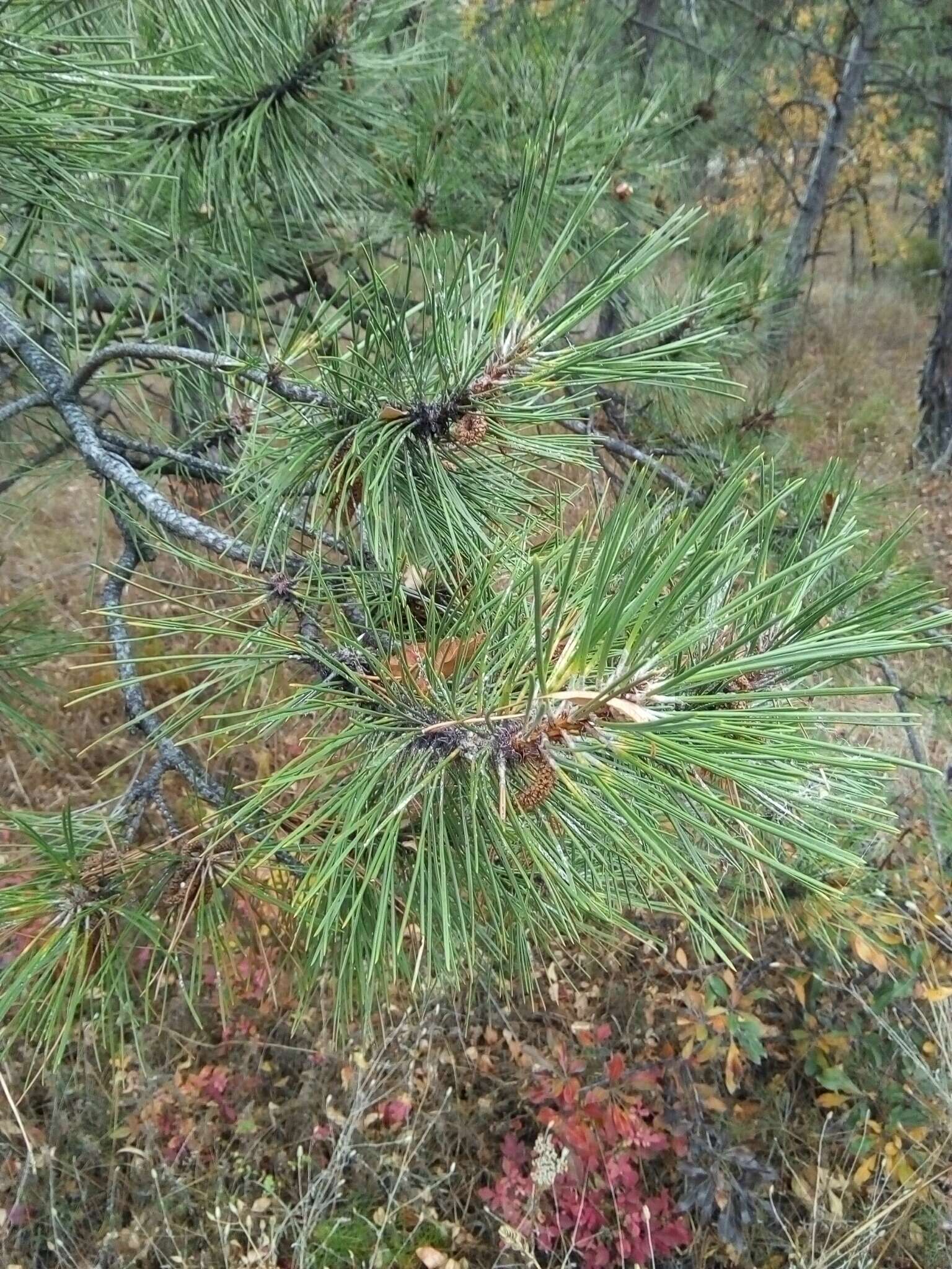 Image of Pinus nigra subsp. pallasiana (Lamb.) Holmboe