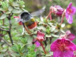 Image of Bombus rufofasciatus Smith 1852