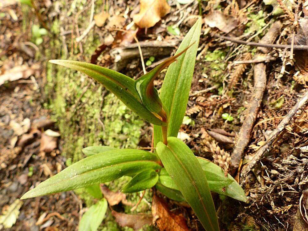 Image of Pterostylis cardiostigma D. Cooper