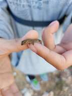 Image of Calvinia Thick-toed Gecko