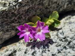 Image of Primula daonensis (Leybold) Leybold