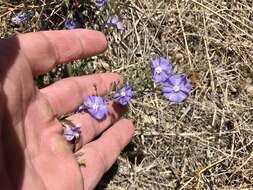 Image of wild dwarf morning-glory