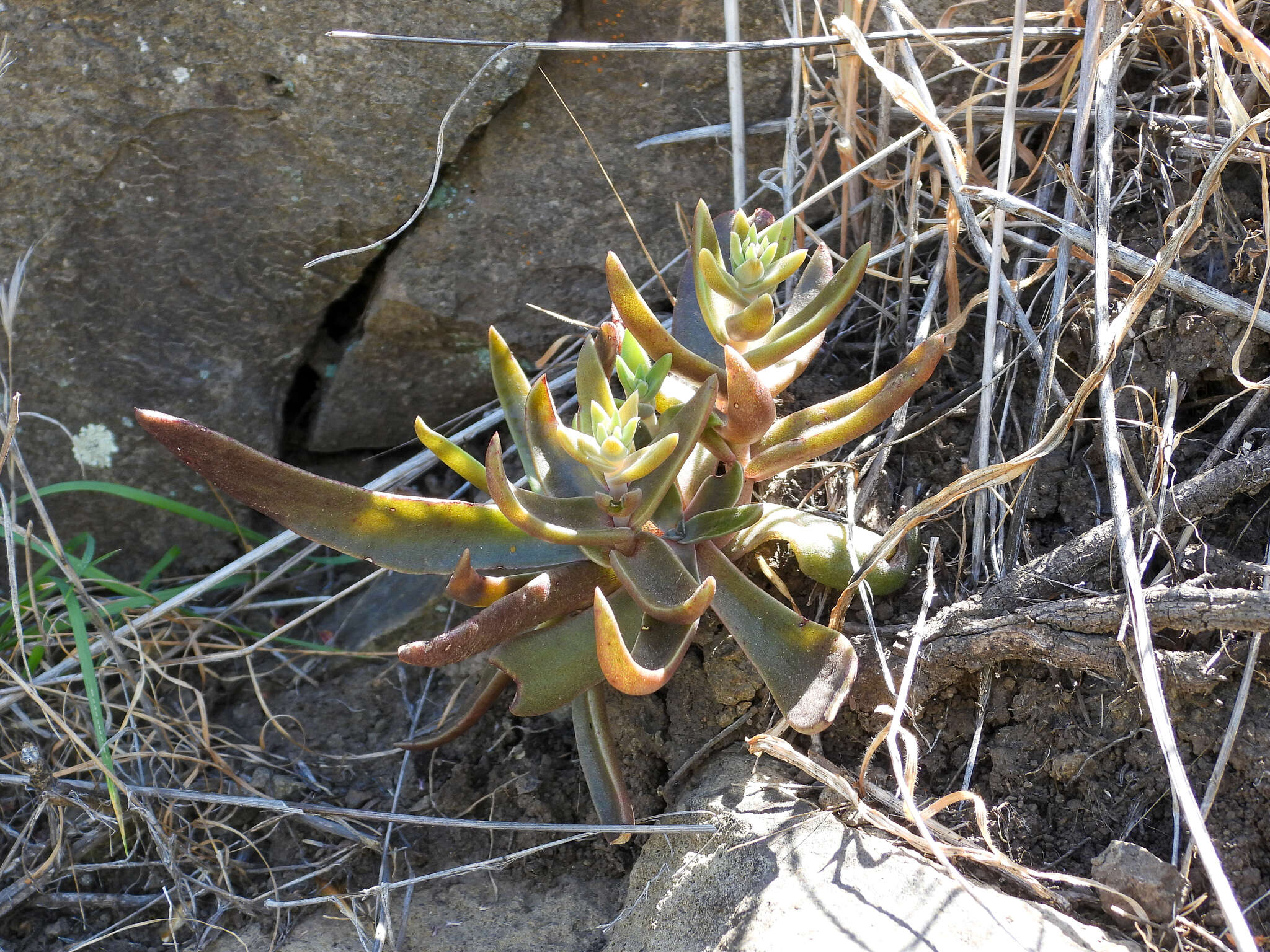 Image of Conejo dudleya