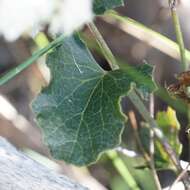 Image of Xanthosia rotundifolia DC.